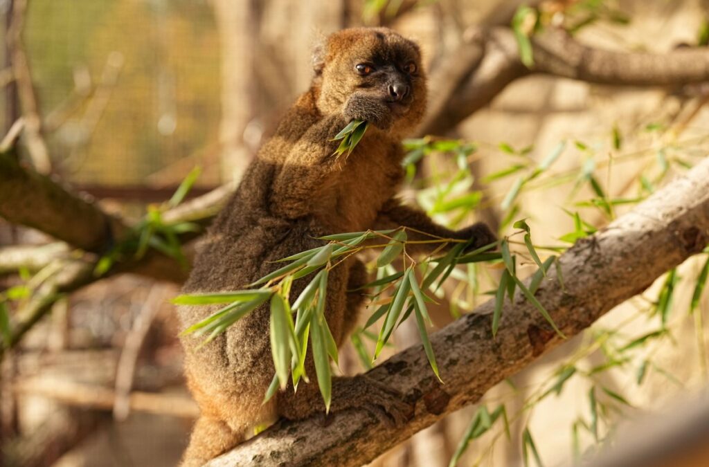 Zoo Ostrava: Skryté poklady zoo - nový druh vzácného lemura