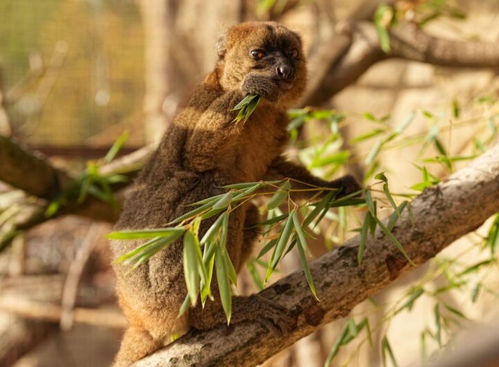 Zoo Ostrava: Skryté poklady zoo - nový druh vzácného lemura