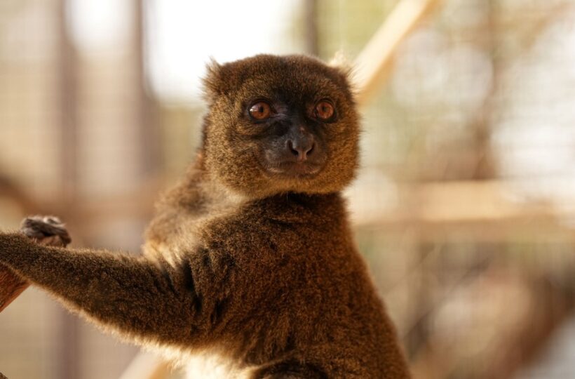 Zoo Ostrava: Skryté poklady zoo - nový druh vzácného lemura