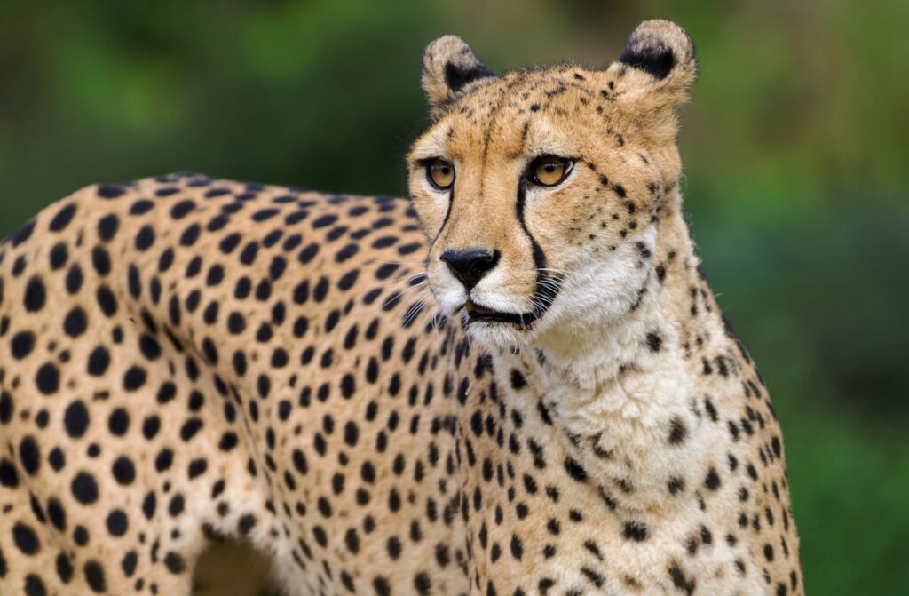 Zoo Praha, Gepardí samice