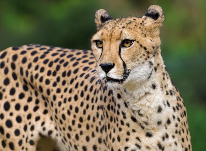 Zoo Praha, Gepardí samice