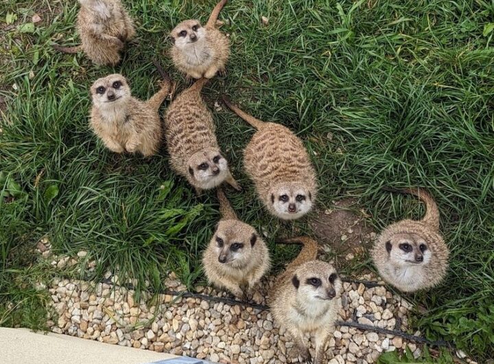 Zoo Tábor, surikaty