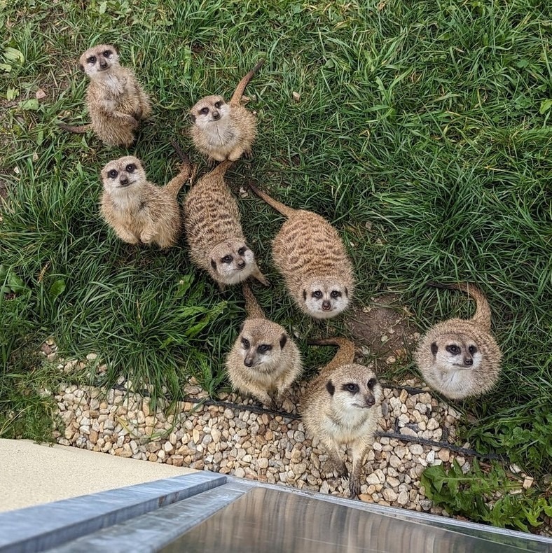 Zoo Tábor, surikaty