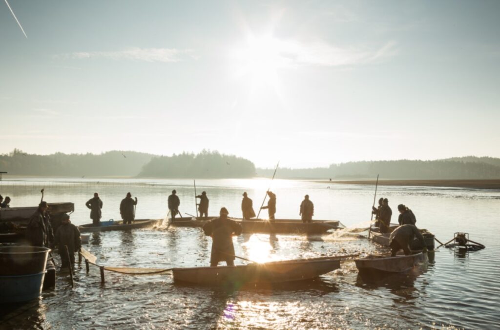 výlov rybníků