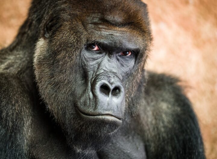 Gorila Richard žije v Praze už 20 let. Zoo oslaví jubileum tuto sobotu