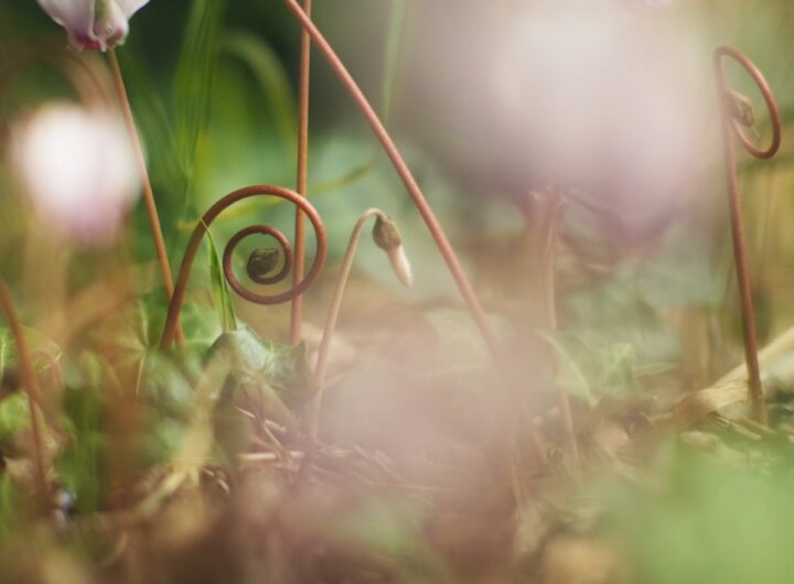 Tři ZOOM zajímavosti