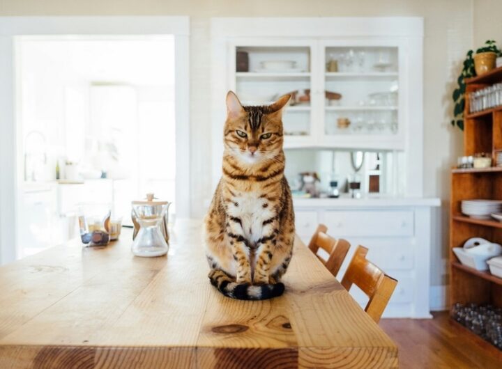 Yoggies