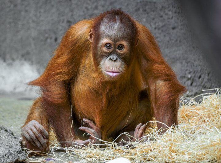 Zoo Praha