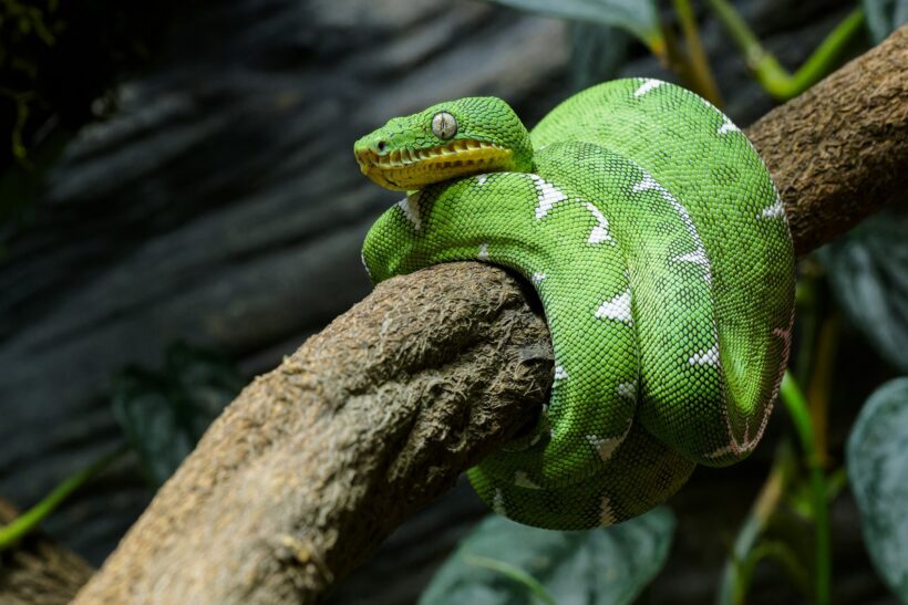 Zoo Praha 