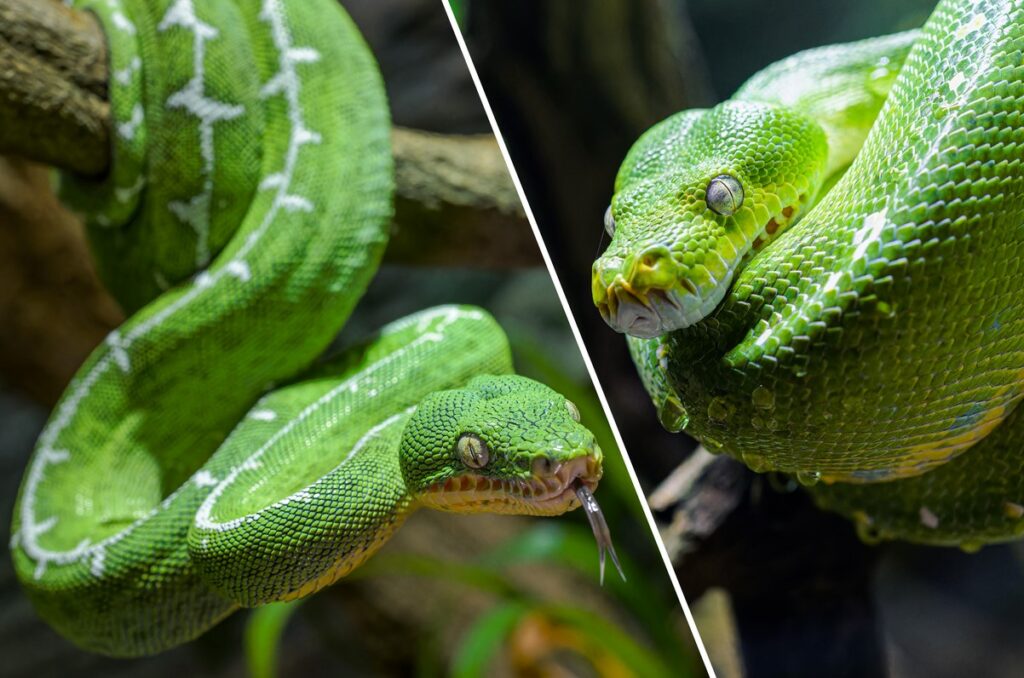 Zoo Praha, Hadi