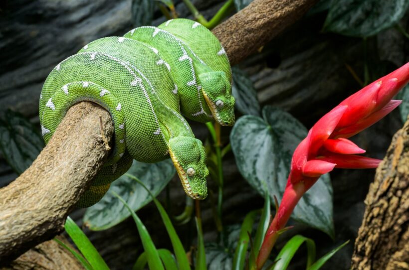 Zoo Praha 