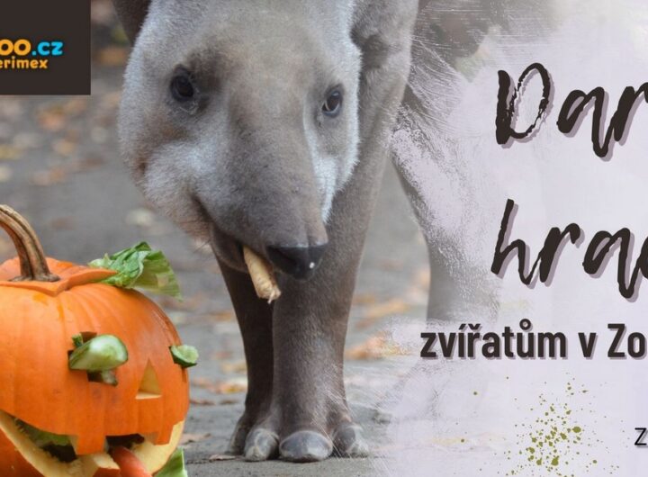 Daruj hračku, Zoo Děčín