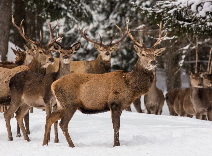 KRNAP, V Krkonoších