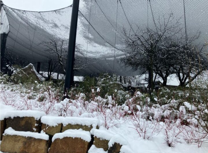 Zoo Zlín, sněhová kalamita