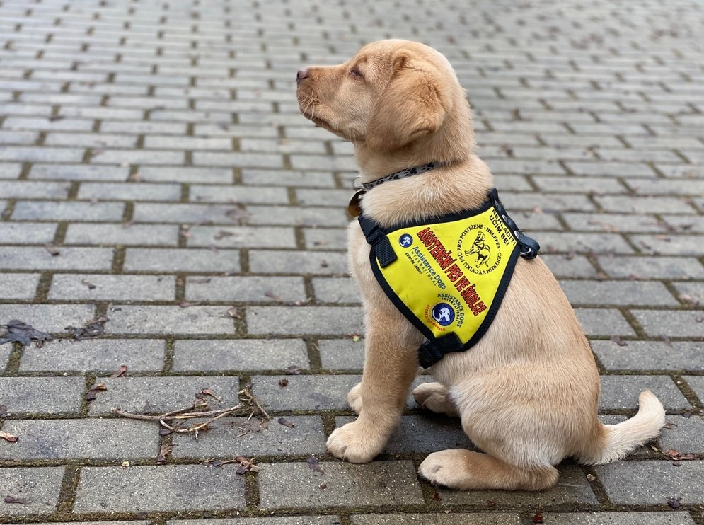 Výchova budoucího asistenčního psa