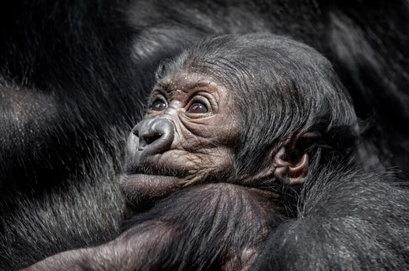 První gorilí mládě v rezervaci Dja je samička