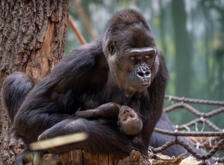 První gorilí mládě v rezervaci Dja je samička