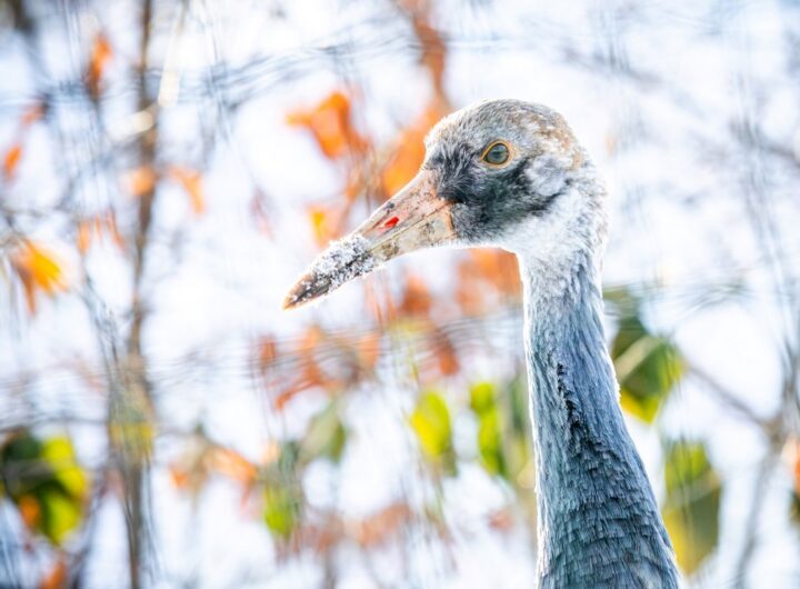 Zoo Ostrava