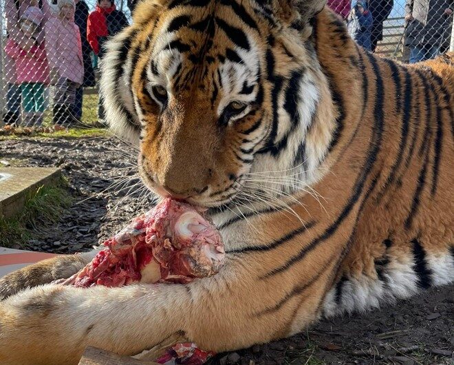 Zoo Tábor Maskot tygr Rocky