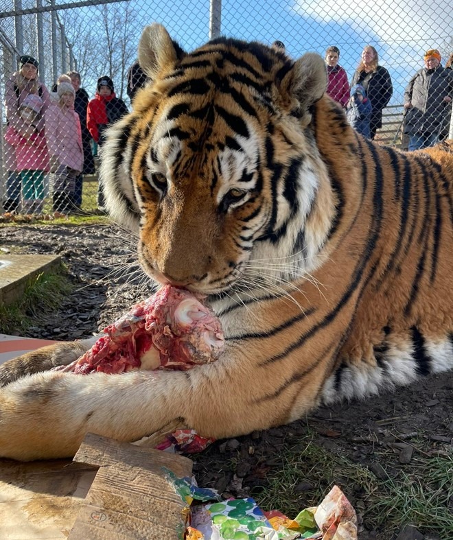 Zoo Tábor Maskot tygr Rocky