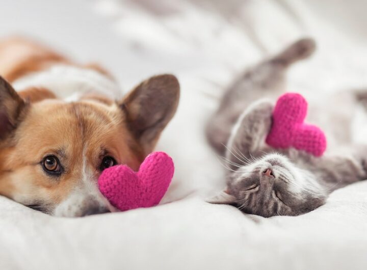 Domácí mazlíčci, Valentýn