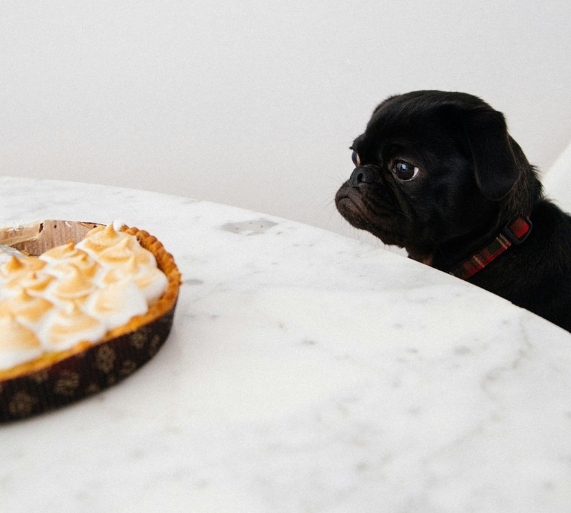 Lze zabránit žebrání či pojídání odpadků