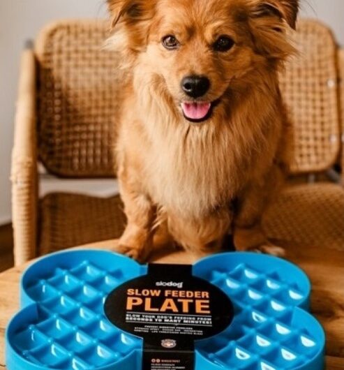 Soutěž, Spokojený pes,