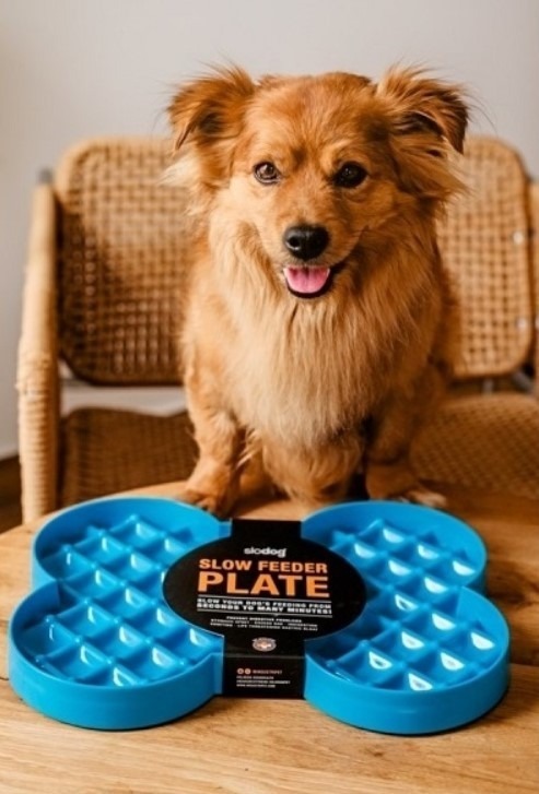 Soutěž, Spokojený pes,