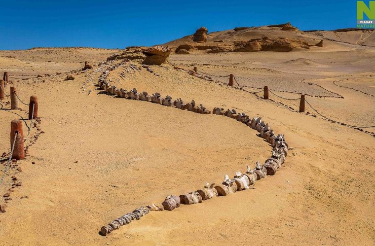 Tajemné údolí velryb v Egyptě