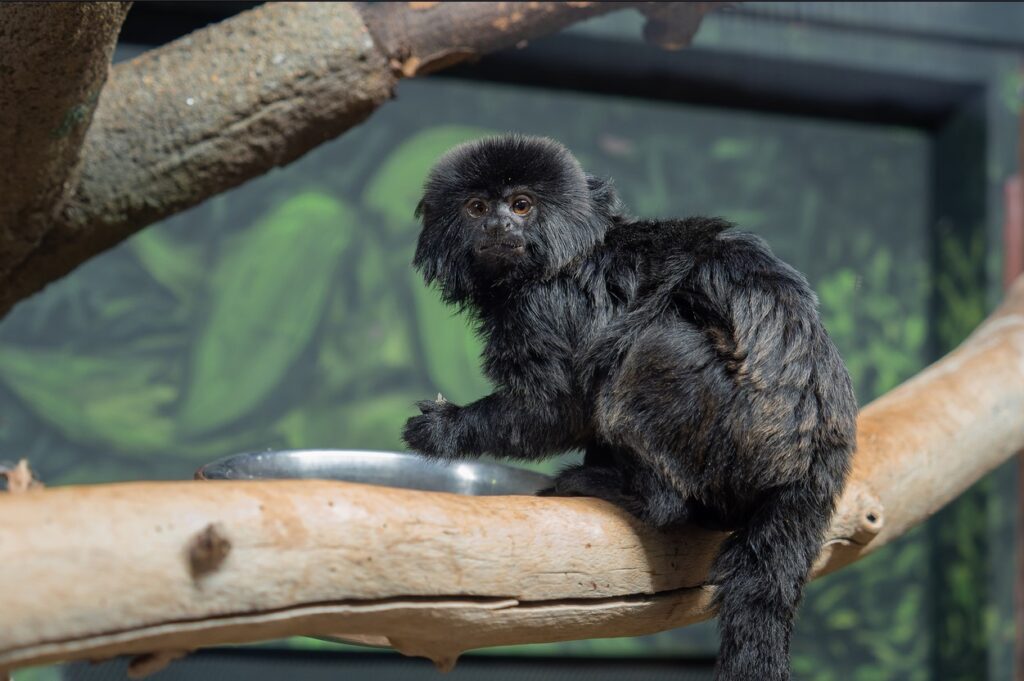 Zoo Olomouc, Kalimika