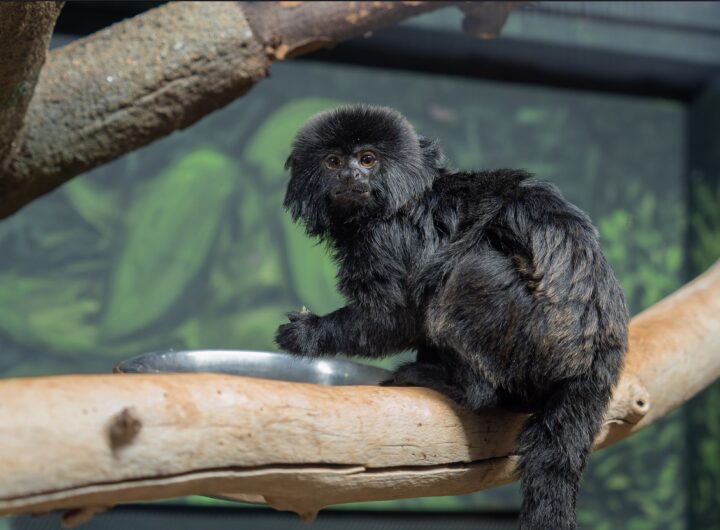 Zoo Olomouc, Kalimika