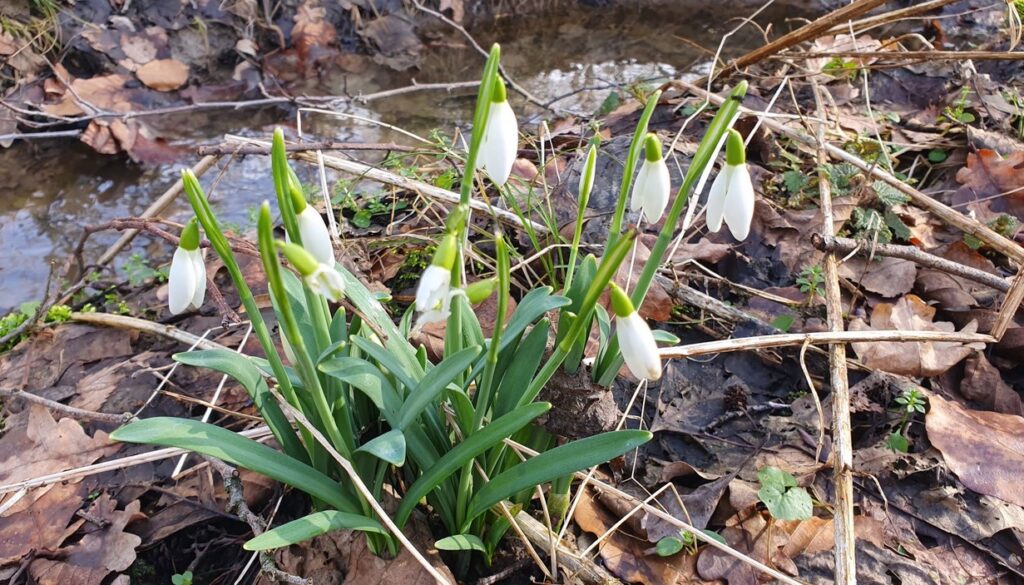 Zoo Ostrava, sněženky