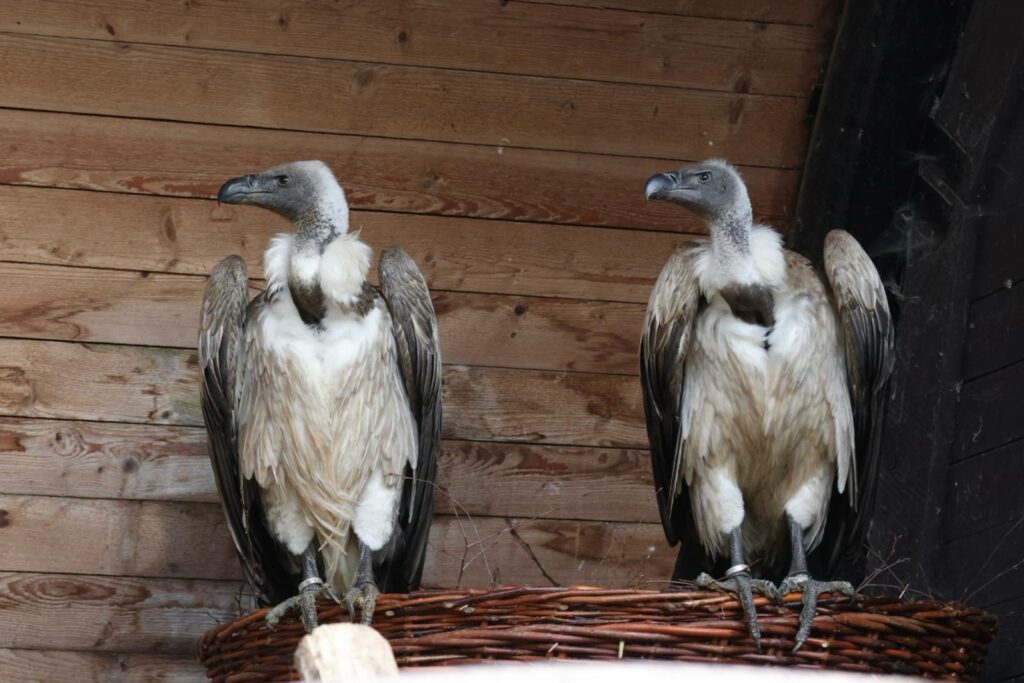 Zoo Liberec