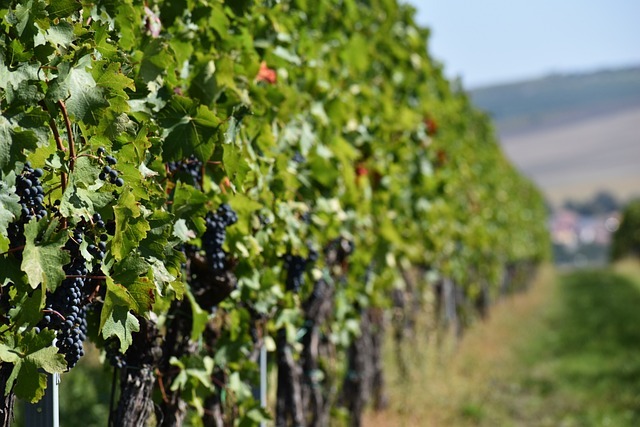 Mutěnice Búdy – tradiční vinné sklepy, kde se setkávají milovníci vína