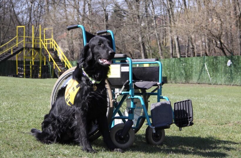 Mezinárodní den vozíčkářů