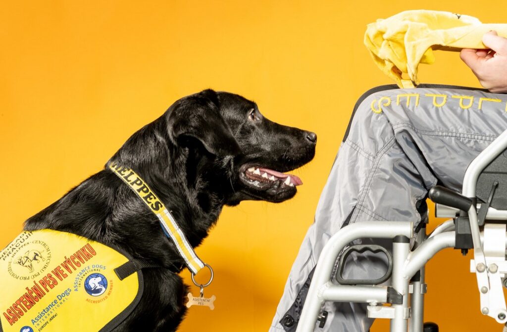 Mezinárodní den vozíčkářů