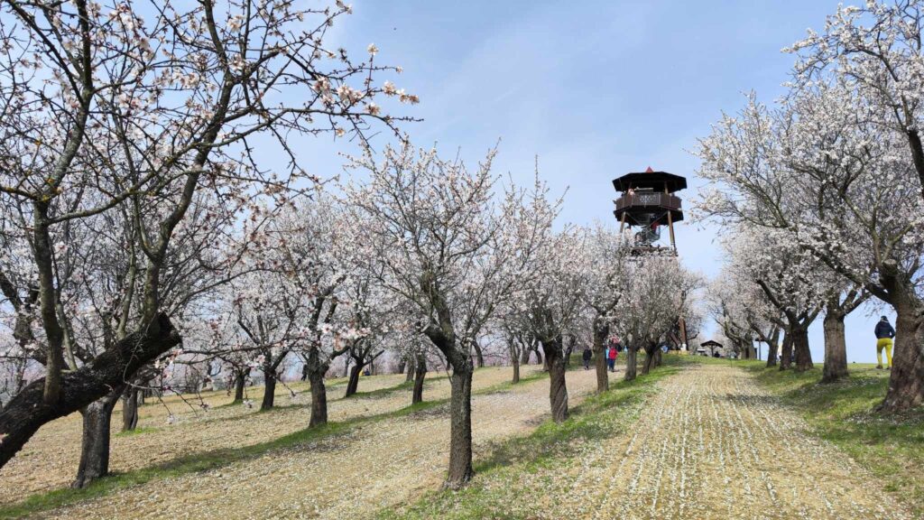 Morava, Hustopeče, mandloně