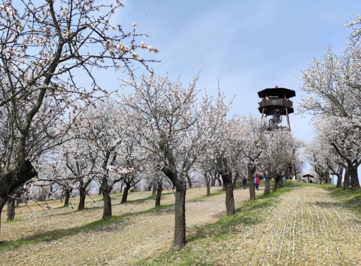 Morava, Hustopeče, mandloně