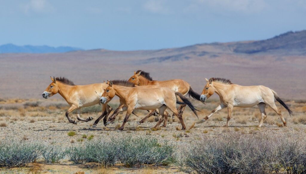 Osm koní převalského, kůň, Zoo Troja, Kazachstán