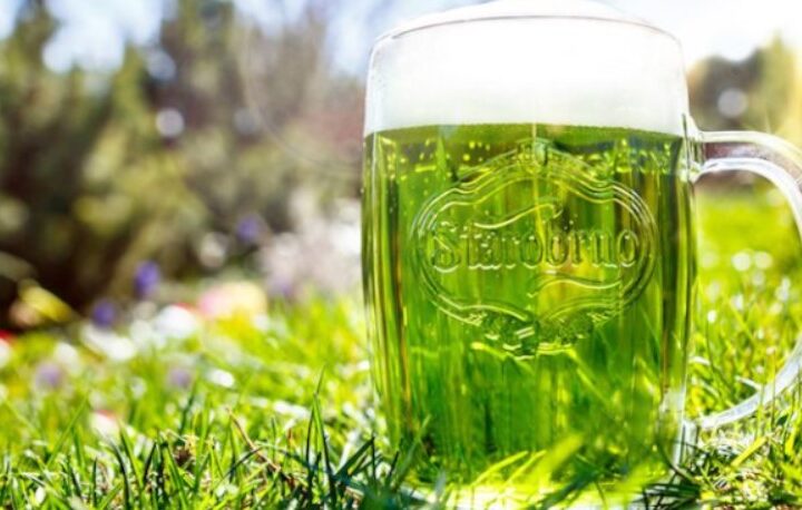 Starobrno, Zelené pivo, pivo, gastronomie, Velikonoce