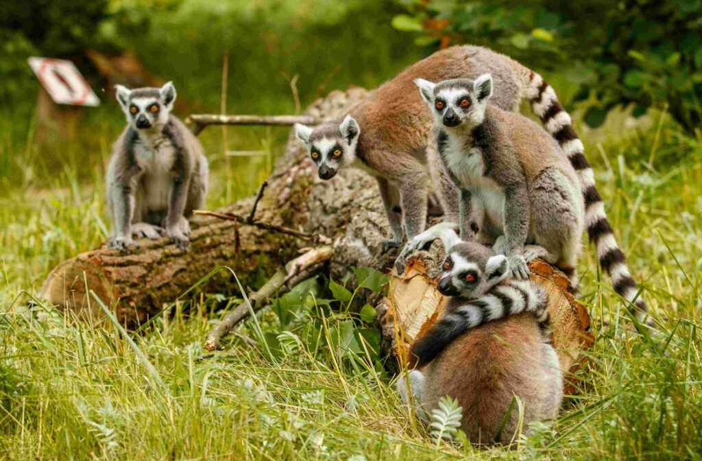 Zoo Ostrava, Lemuři