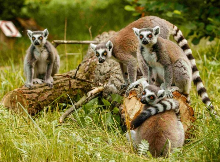 Zoo Ostrava, Lemuři