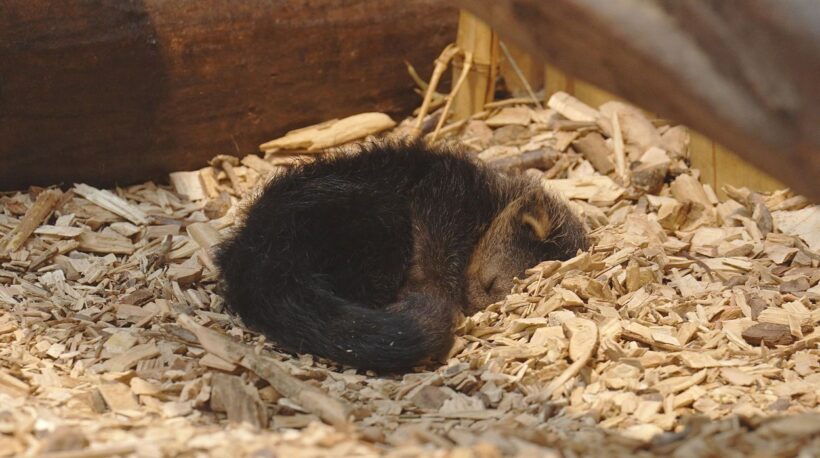 Zoo Ostrava Mládě binturonga