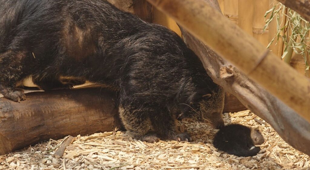 Zoo Ostrava, Mládě binturonga