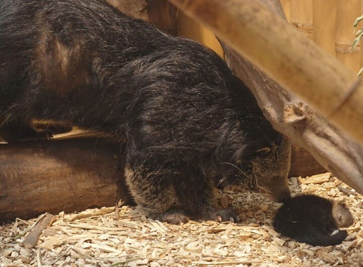 Zoo Ostrava, Mládě binturonga