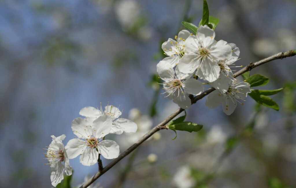 Zoo Ostrava, Třešeň ptačí