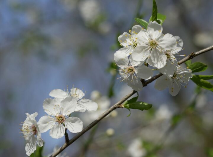 Zoo Ostrava, Třešeň ptačí