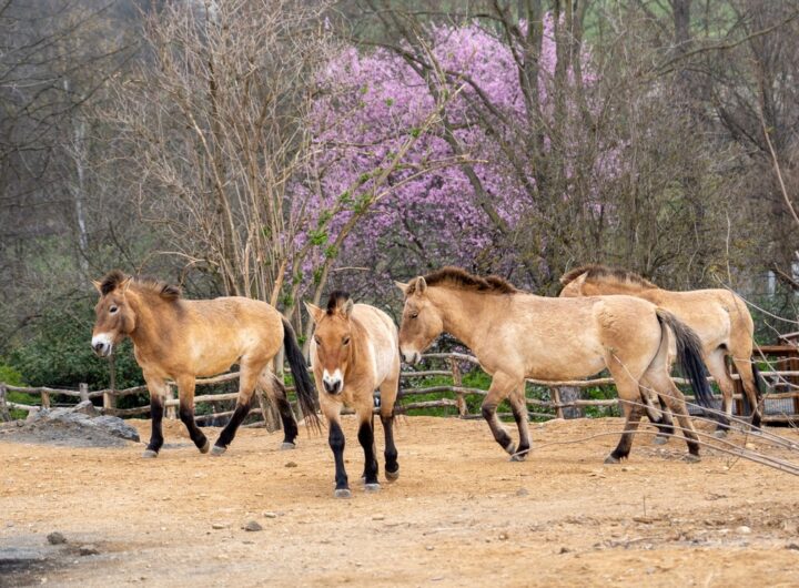 Zoo Praha otevřela expozici Gobi