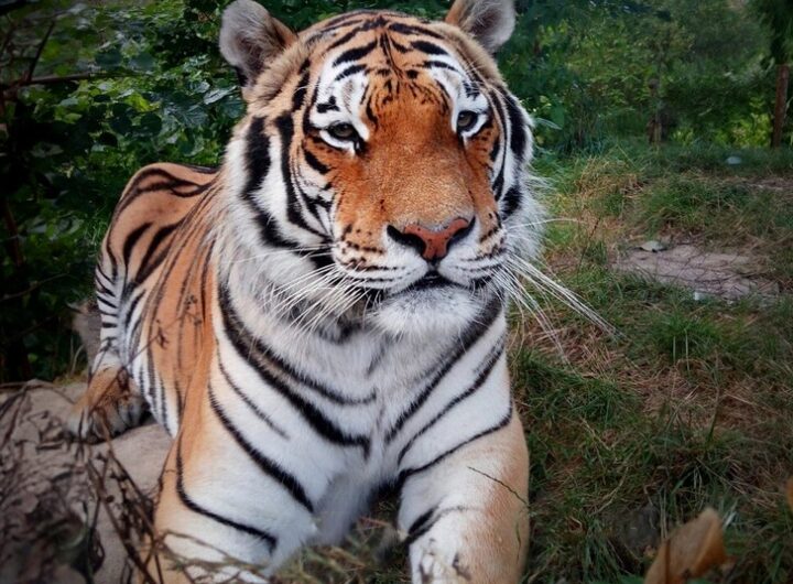 Zoo Tábor, tygr Rocky