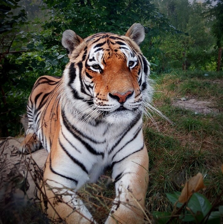 Zoo Tábor, tygr Rocky